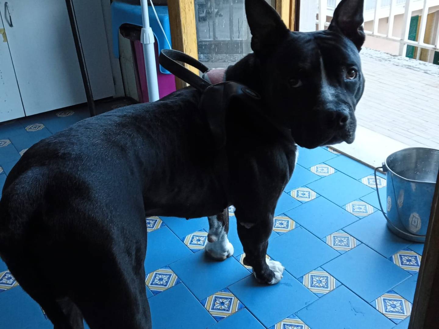 Vuoi adottare un cane a Mantova?