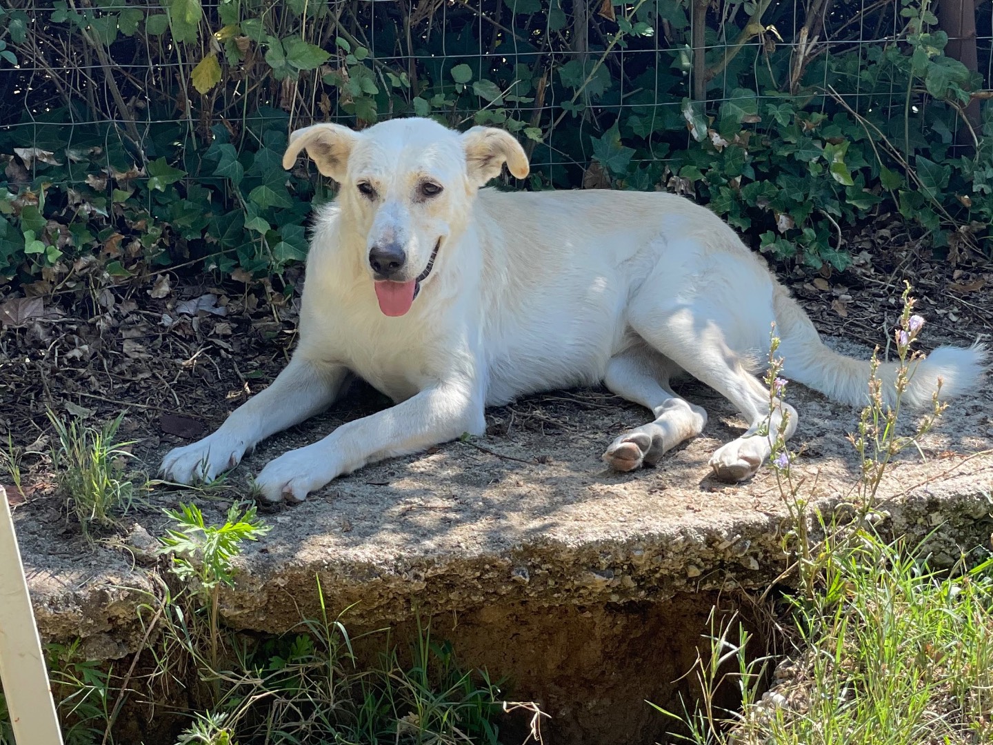 Adozione cane, femmina, Labrador Retriever Razza sconosciuta, 1 anno e 11 mesi, taglia media, Frosinone