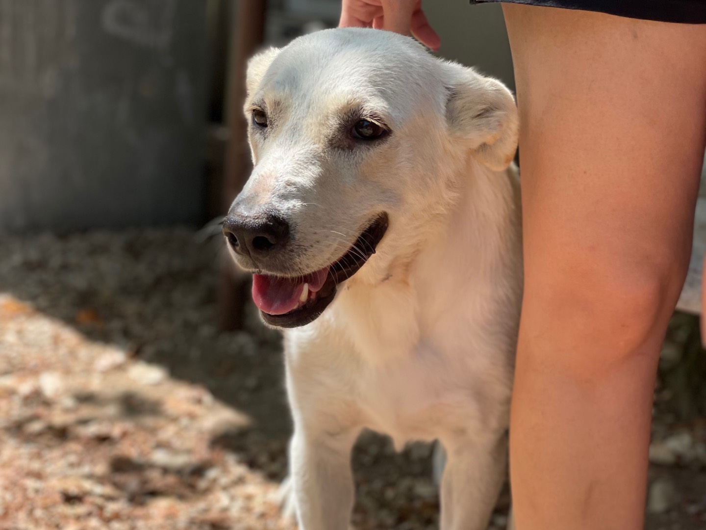 Adotta un cane, femmina, 1 anno e 11 mesi, Frosinone