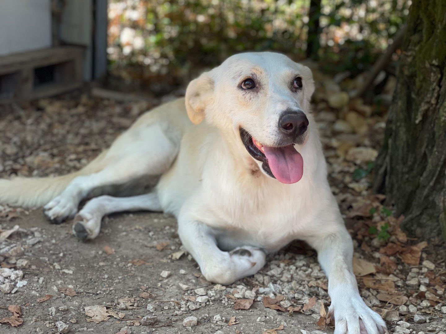 Adotta un cane, taglia media, femmina, Frosinone