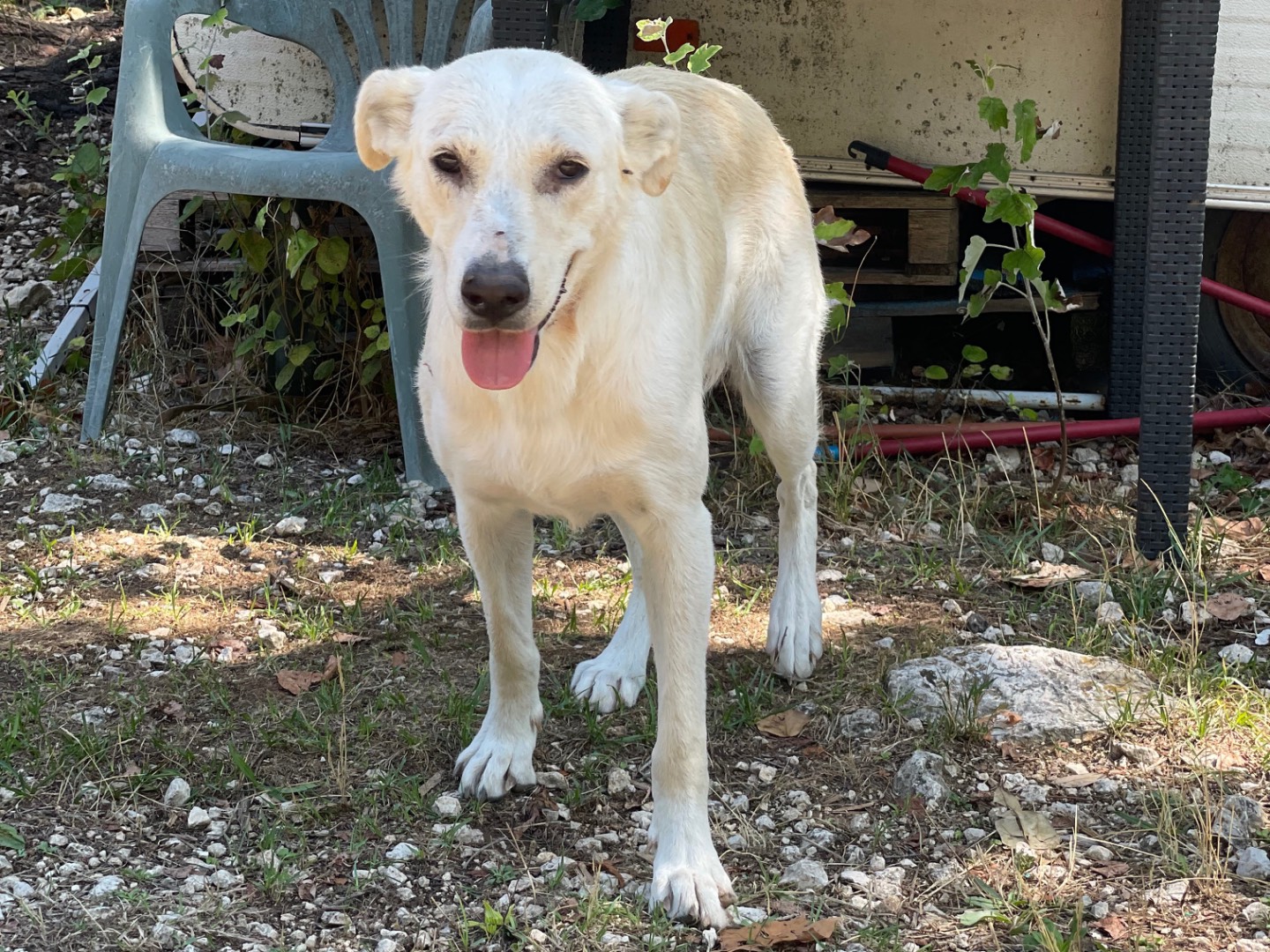 Vuoi adottare un cane a Frosinone?