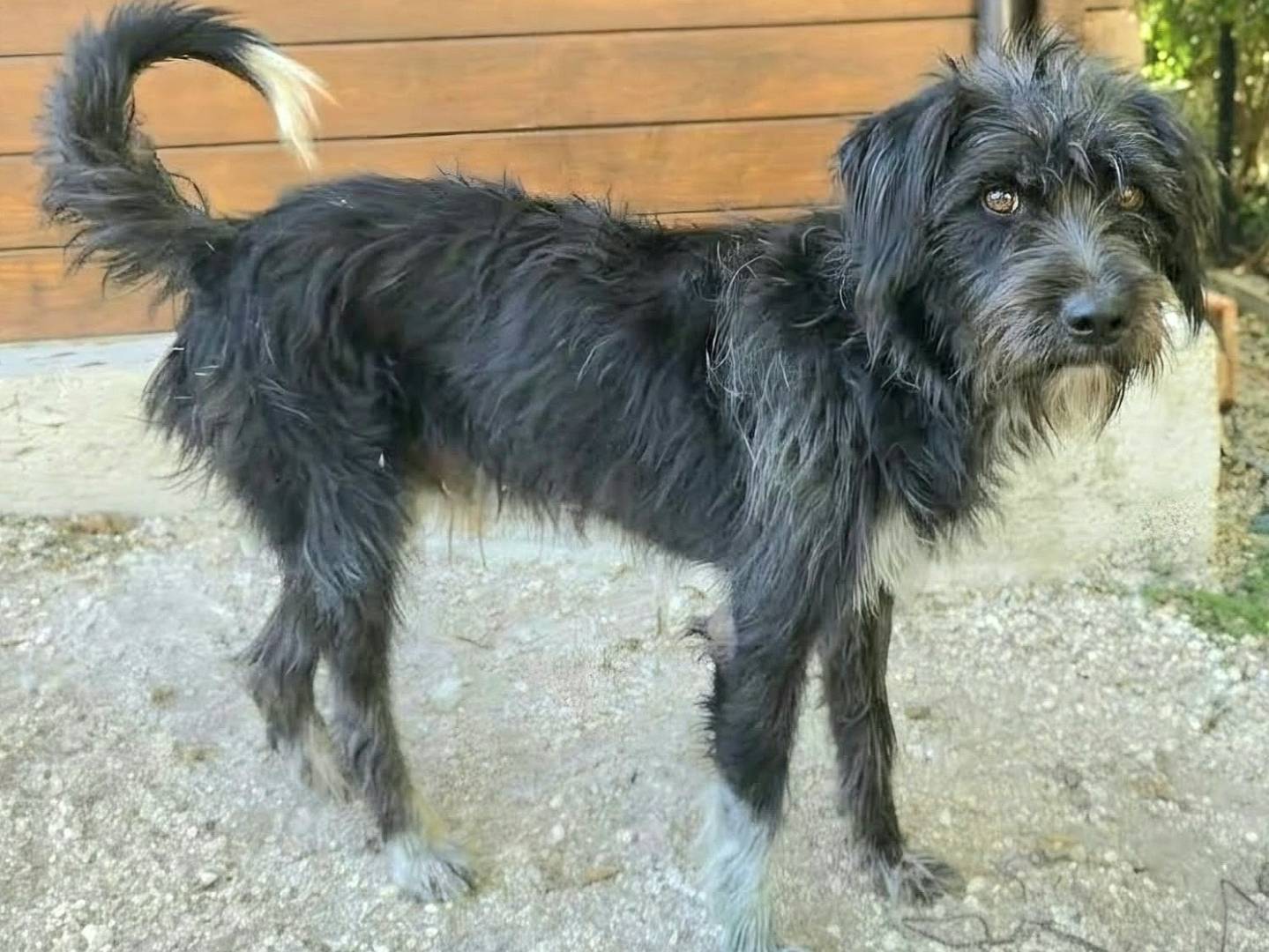Adotta un cane, maschio, 1 anno e 5 mesi, Teramo