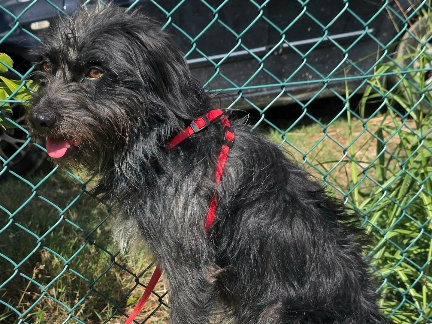 Adotta un cane, taglia media, maschio, Teramo
