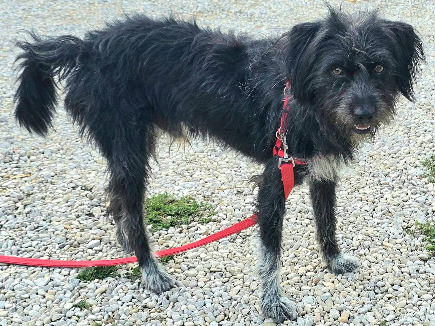 Vuoi adottare un cane a Teramo?