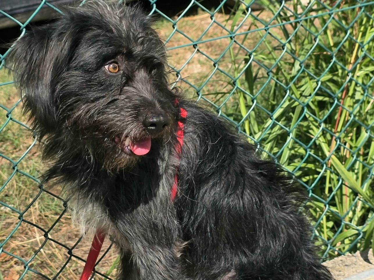 Adotta il cane Efrem a Teramo