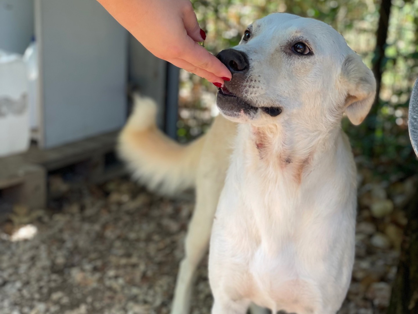 Adotta il cane Cassie  a Frosinone