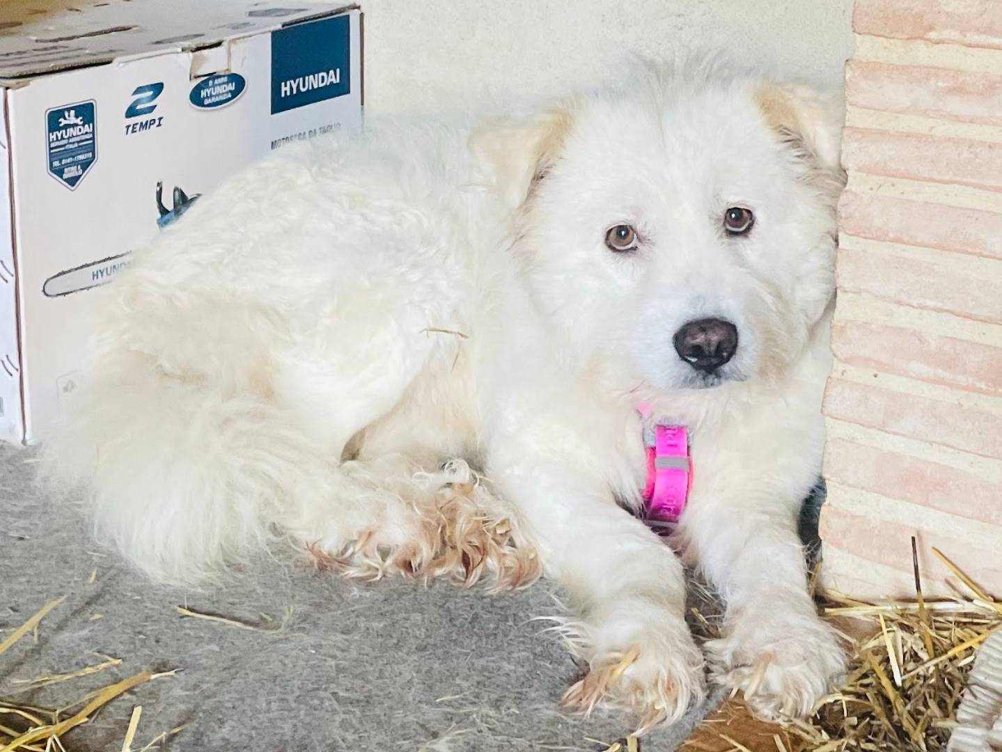 Adozione cane, femmina, Spinone Pastore maremmano, 5 anni e 10 mesi, taglia media, Grosseto
