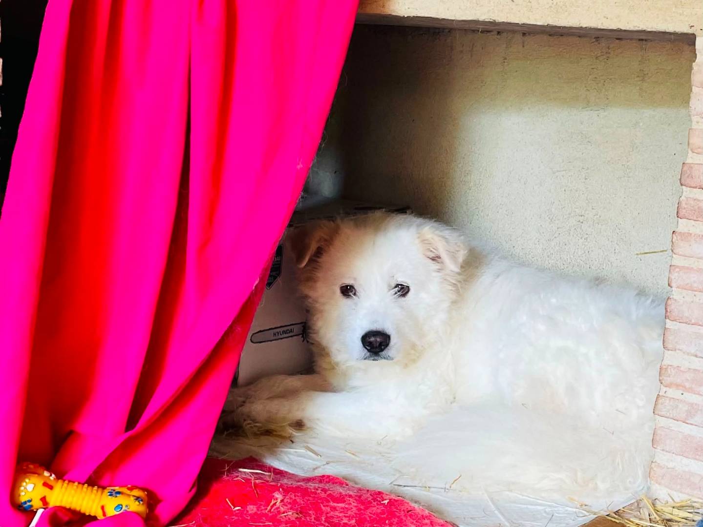 Adotta un cane, femmina, 5 anni e 10 mesi, Grosseto
