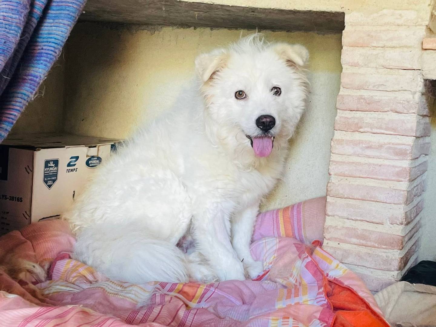 Adotta un cane, taglia media, femmina, Grosseto