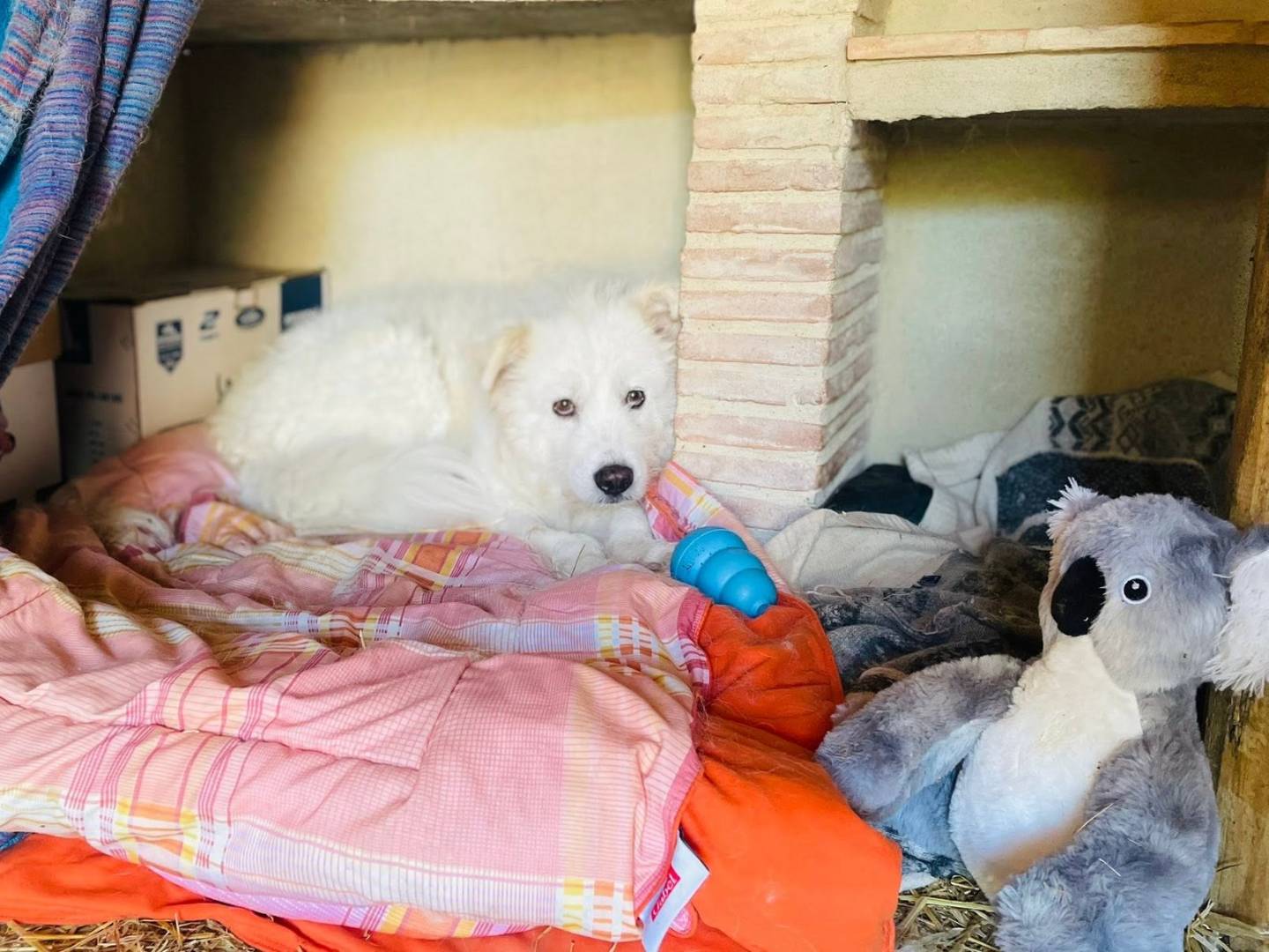 Vuoi adottare un cane a Grosseto?