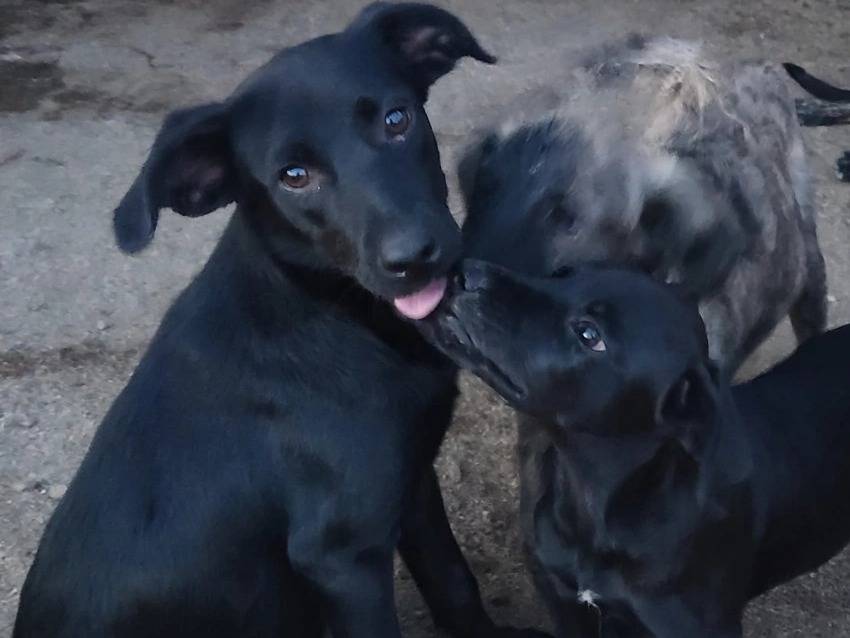 Adozione cane, femmina, Razza sconosciuta Razza sconosciuta, 6 mesi, taglia media, Milano