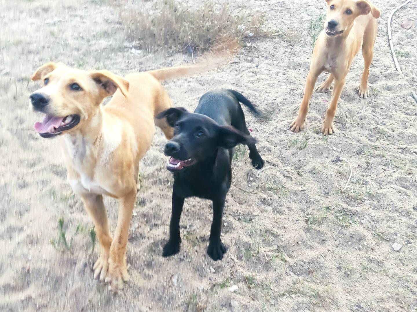 Adotta un cane, femmina, 6 mesi, Milano