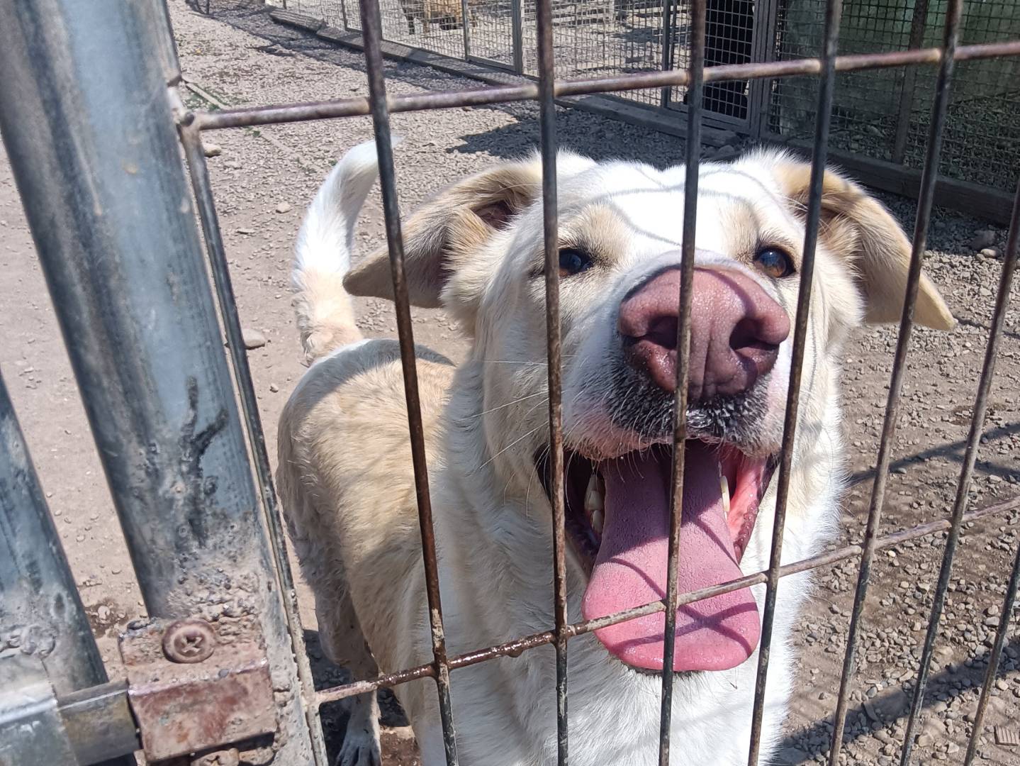 Adozione cane, maschio, Labrador Retriever Pastore maremmano, 5 anni e 9 mesi, taglia gigante, Milano