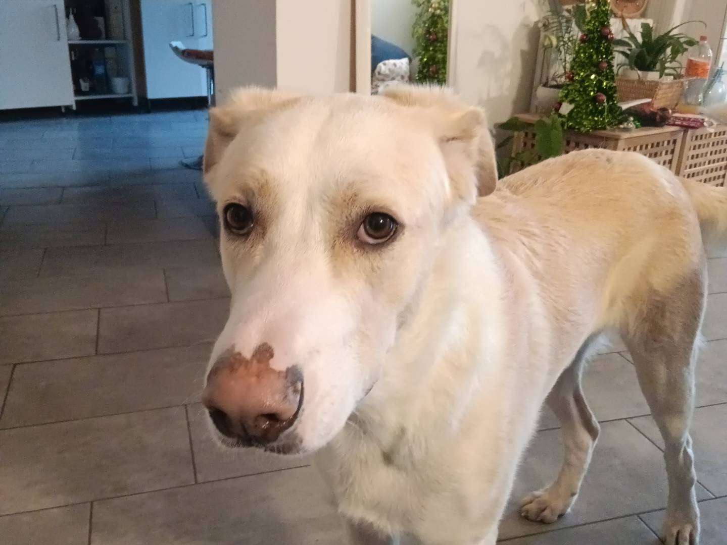Adotta un cane, maschio, 5 anni e 9 mesi, Milano