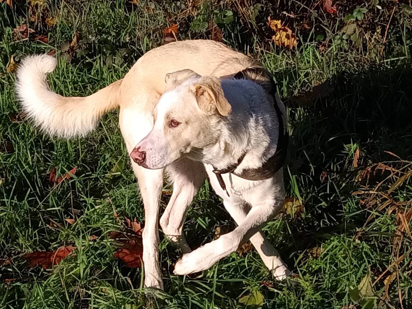 Adotta un cane, taglia gigante, maschio, Milano