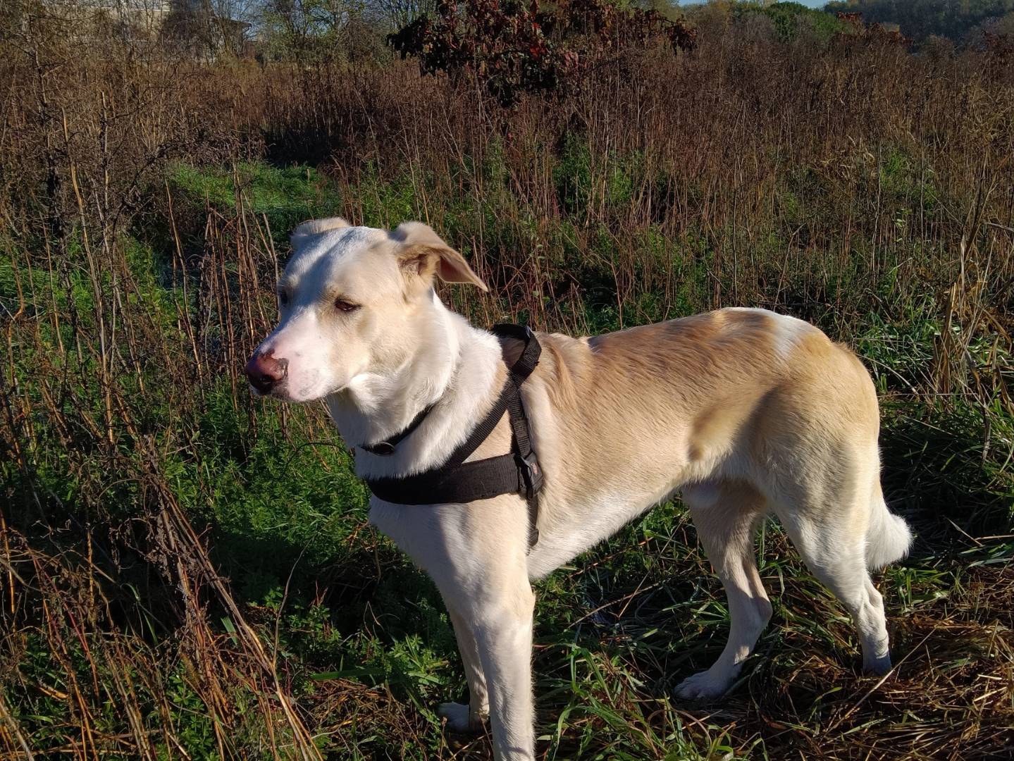 Vuoi adottare un cane a Milano?