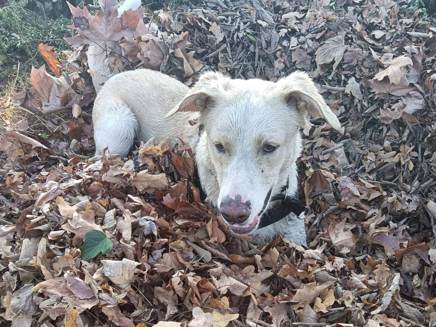 Adotta il cane ARON a Milano