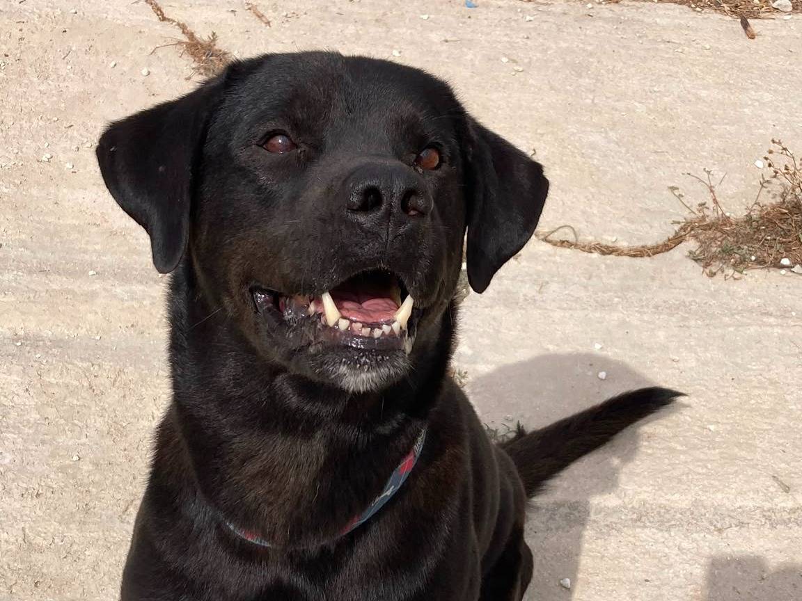 Adozione cane, maschio, Labrador Retriever Razza sconosciuta, 6 anni e 8 mesi, taglia gigante, Siracusa