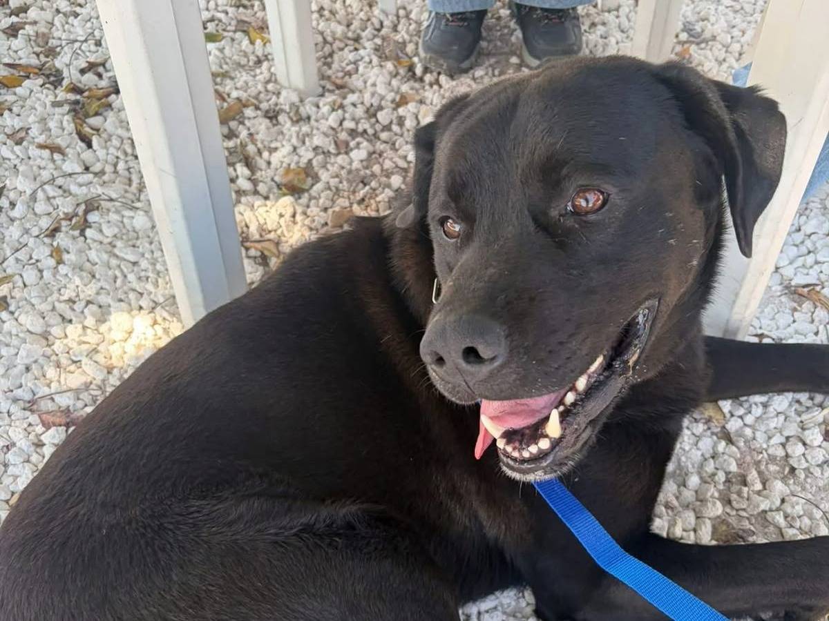 Adotta un cane, maschio, 6 anni e 8 mesi, Siracusa