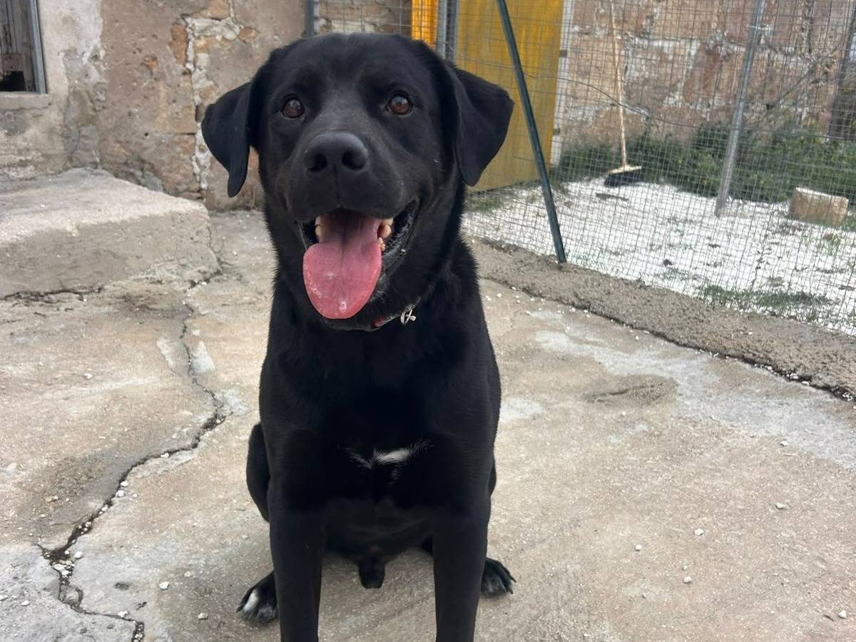 Adotta un cane, taglia gigante, maschio, Siracusa