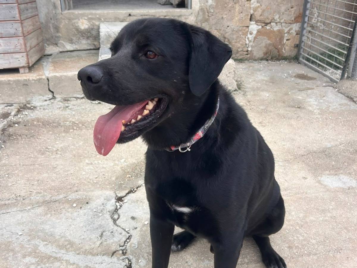 Vuoi adottare un cane a Siracusa?