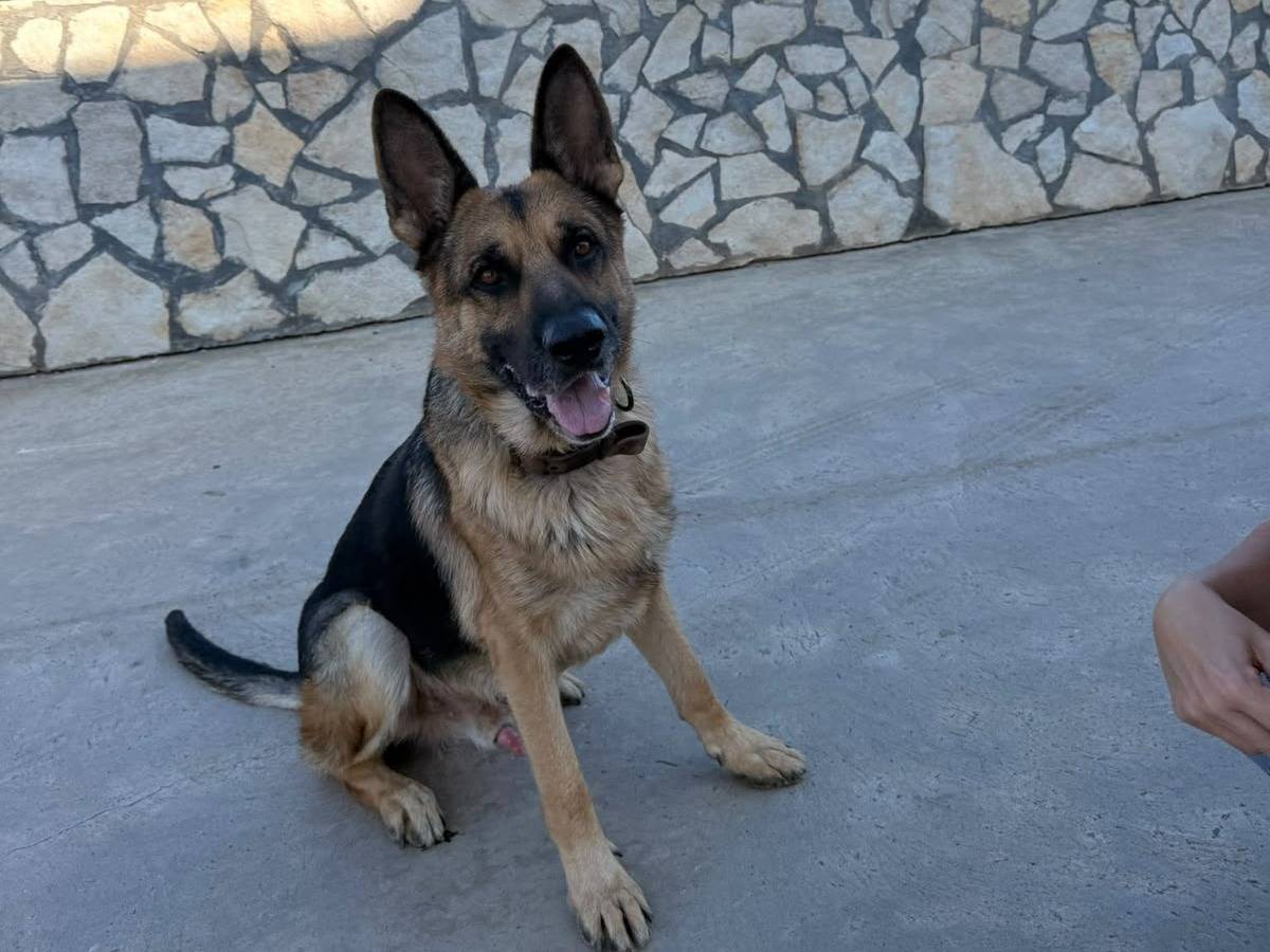 Adozione cane, maschio, Pastore tedesco Razza sconosciuta, 2 anni e 5 mesi, taglia grande, Siracusa