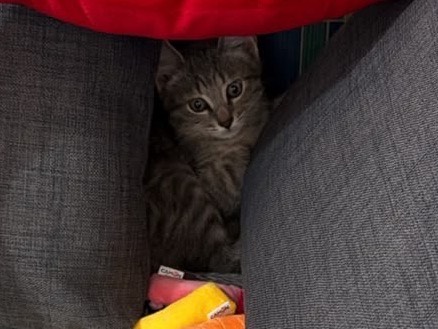 Adozione gatto, maschio, Razza sconosciuta Razza sconosciuta, 3 mesi, taglia non valida, Perugia