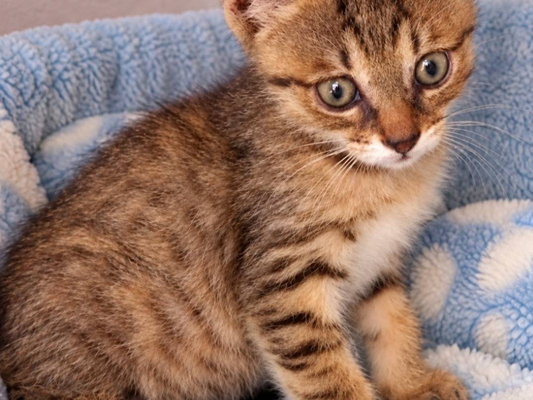 Adozione gatto, maschio, Razza sconosciuta Razza sconosciuta, 3 mesi, taglia non valida, Napoli