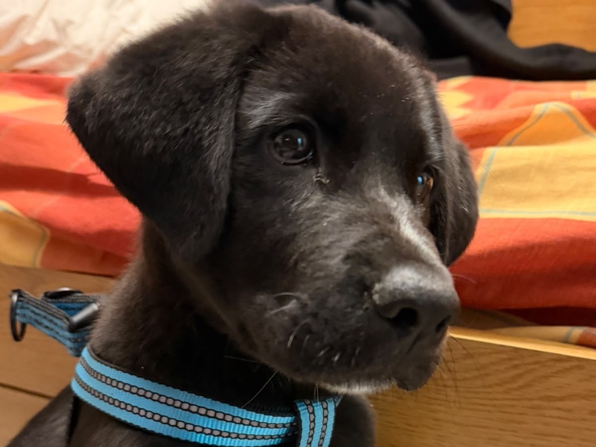 Adotta un cane, taglia media, maschio, Enna