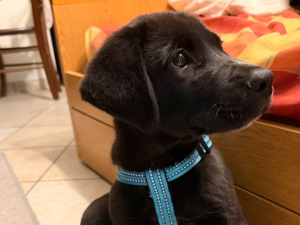 Adotta un cane, maschio, 4 mesi, Enna