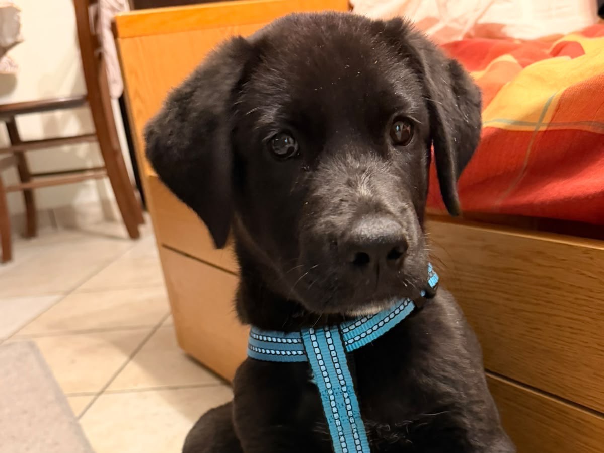 Adozione cane, maschio, Labrador Retriever Razza sconosciuta, 4 mesi, taglia media, Enna