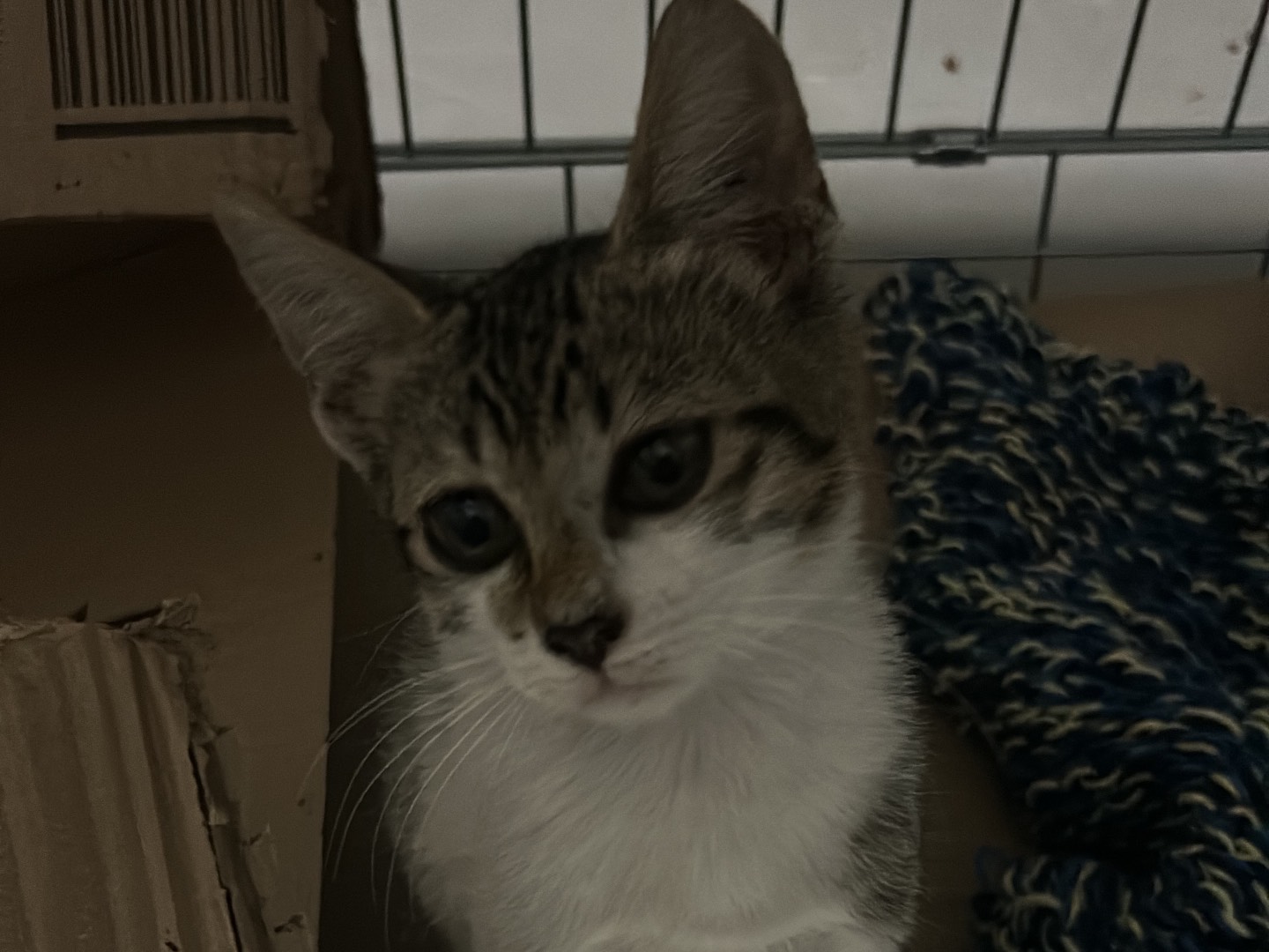 Adotta un gatto, maschio, 3 mesi, Bari