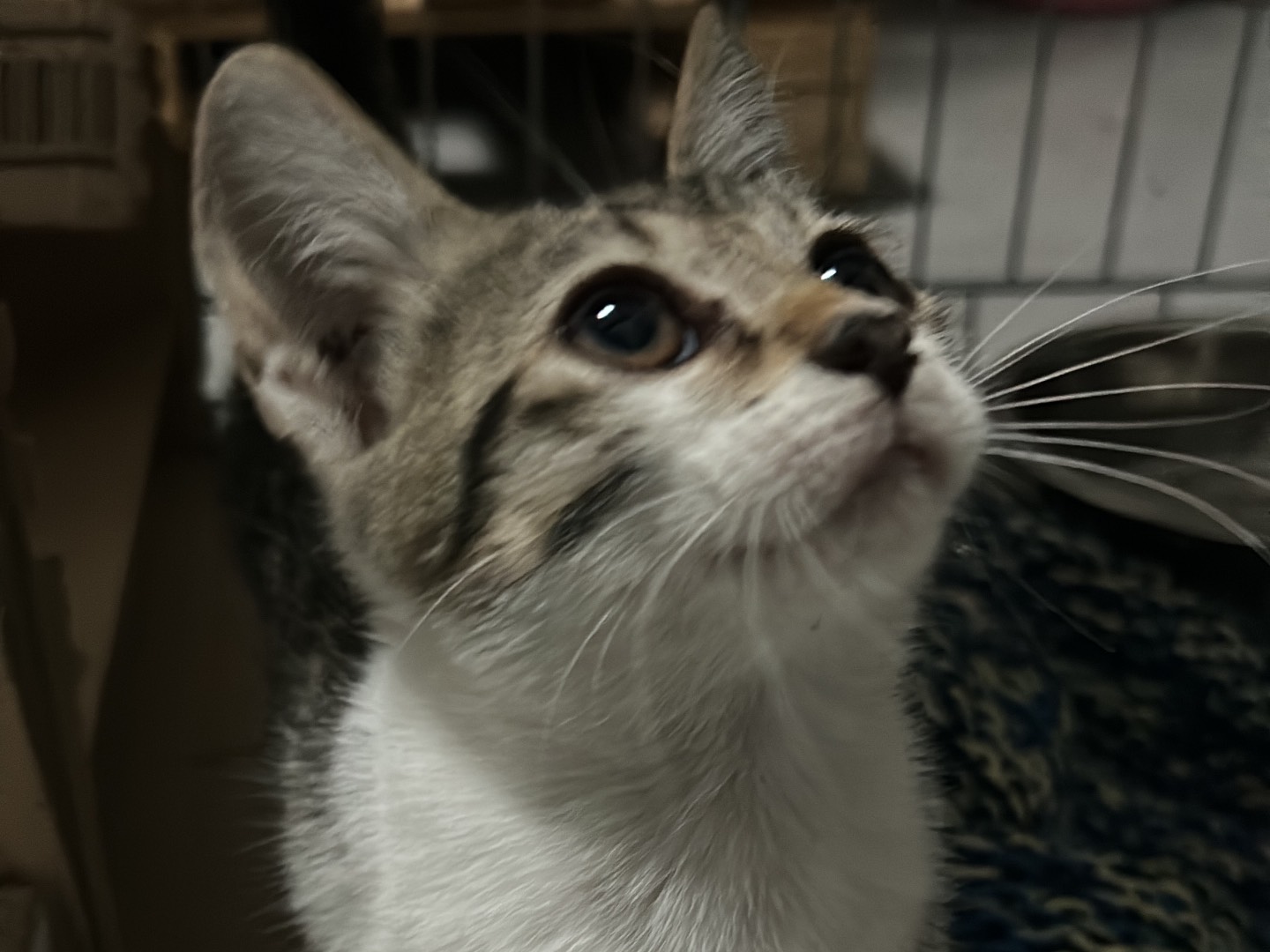 Adotta un gatto, taglia non valida, maschio, Bari
