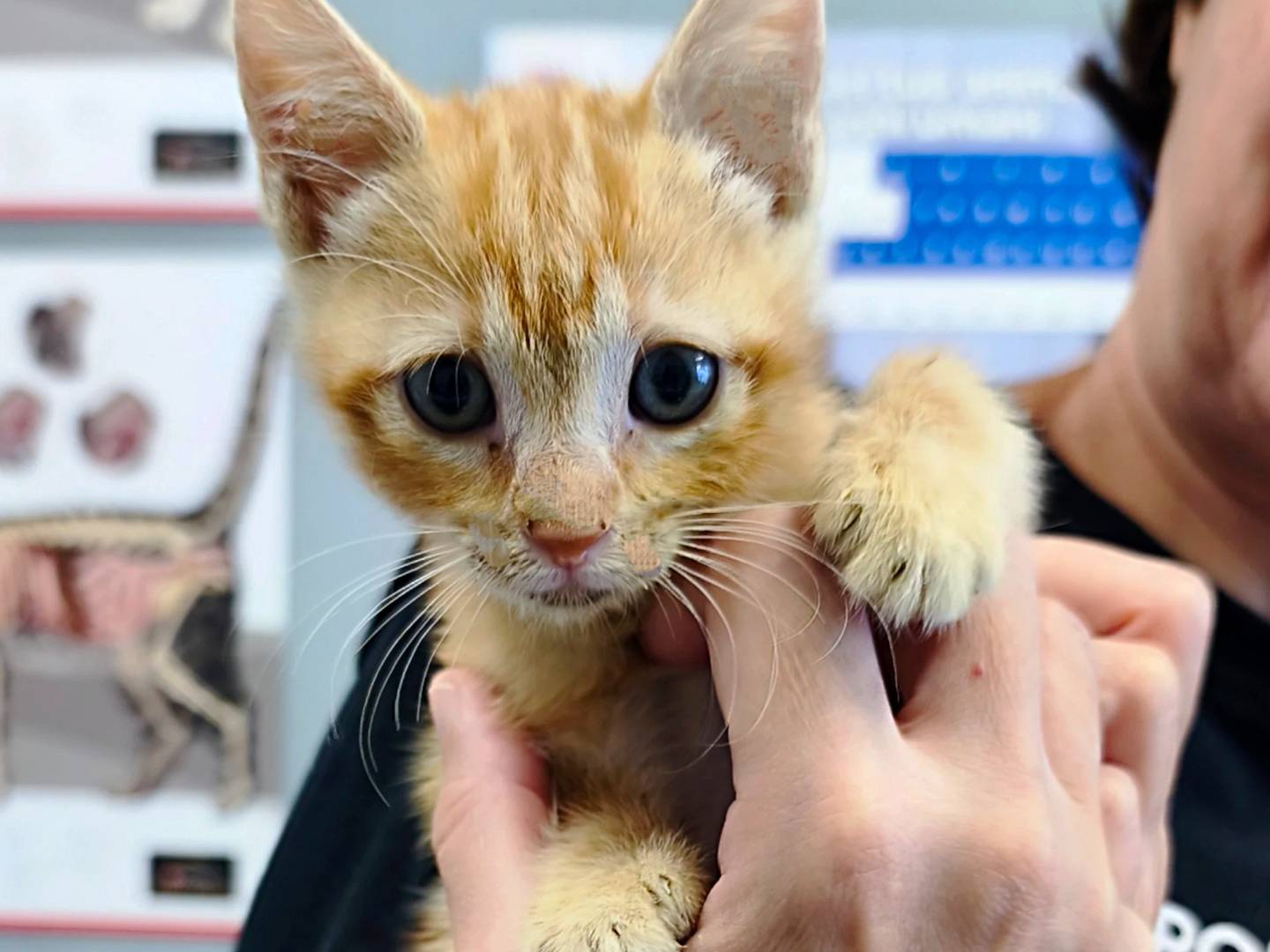 Adozione gatto, maschio, Razza sconosciuta Razza sconosciuta, 2 mesi, taglia non valida, Messina