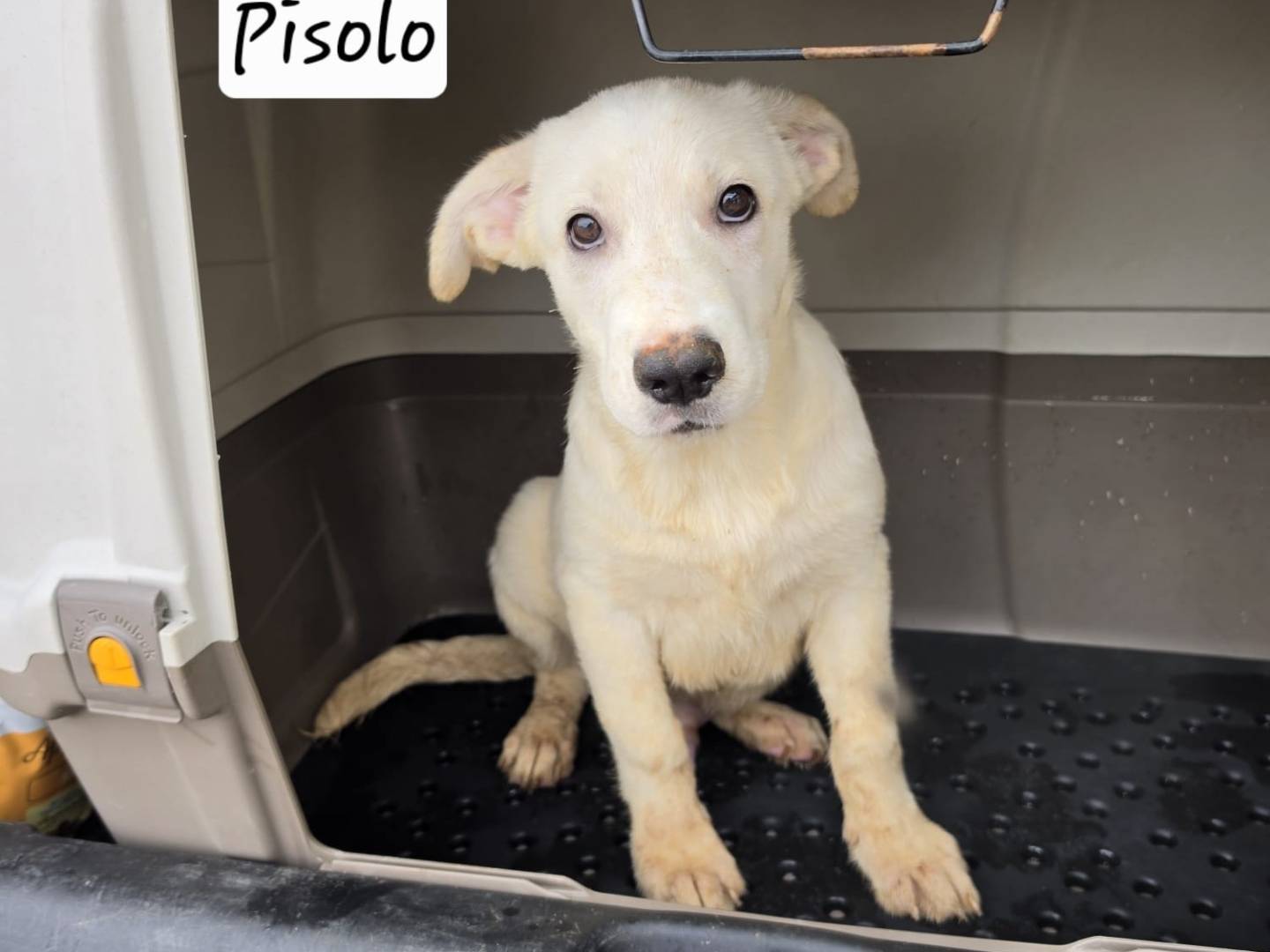 Adozione cane, maschio, Razza sconosciuta Razza sconosciuta, 3 mesi, taglia media, Milano