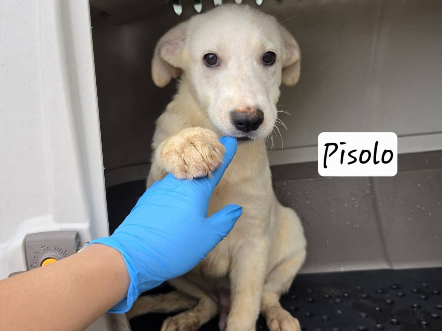 Adotta un cane, maschio, 3 mesi, Milano