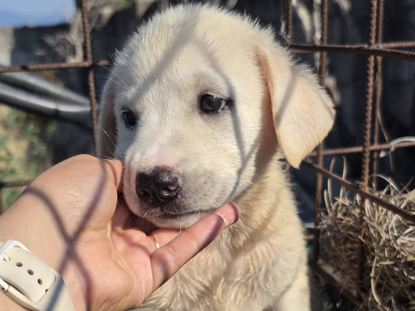 Adozione cane, femmina, Razza sconosciuta Razza sconosciuta, 3 mesi, taglia media, Milano