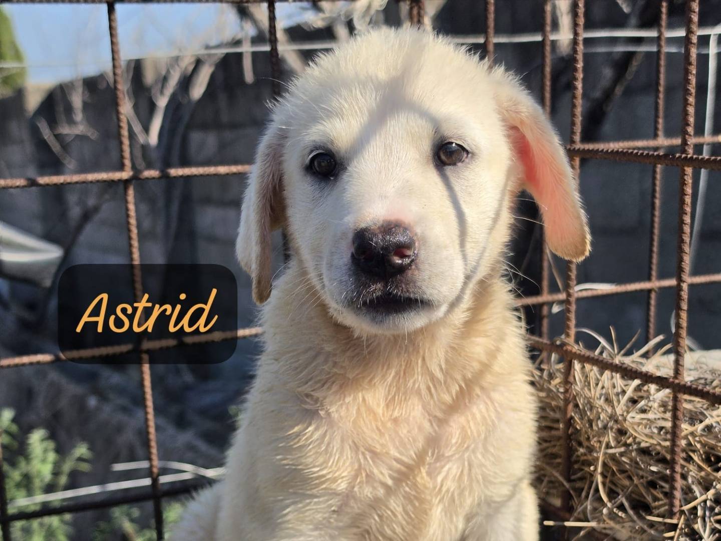Adotta un cane, femmina, 3 mesi, Milano