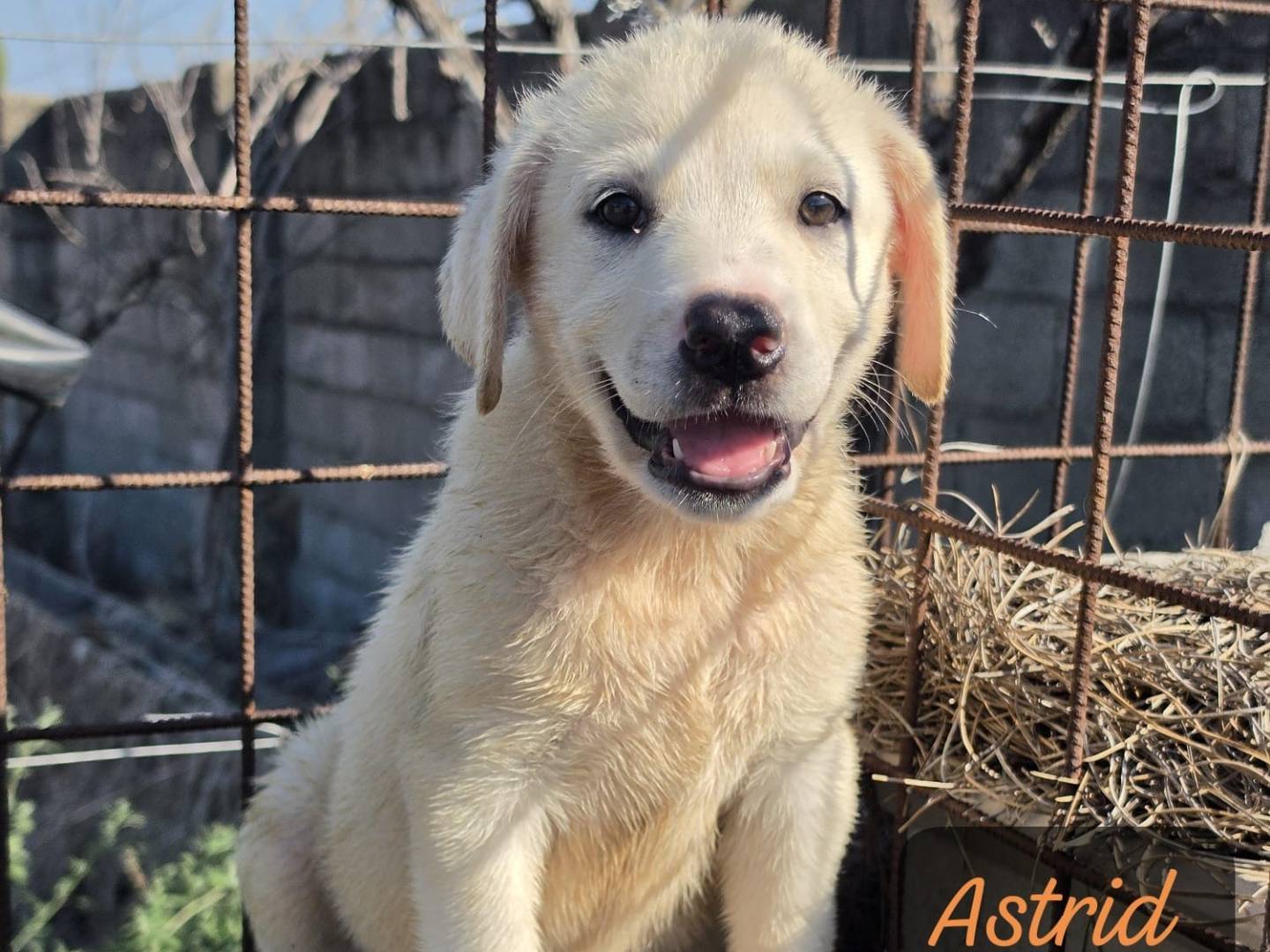 Adotta un cane, taglia media, femmina, Milano