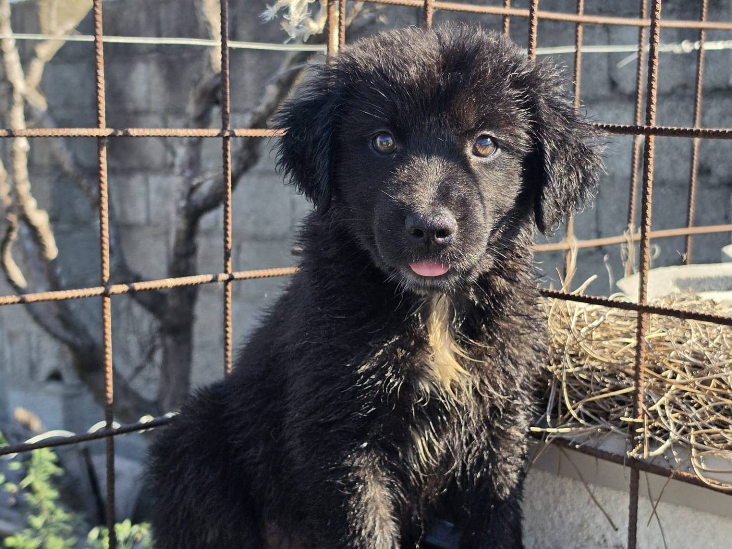 Adozione cane, femmina, Razza sconosciuta Razza sconosciuta, 3 mesi, taglia media, Milano