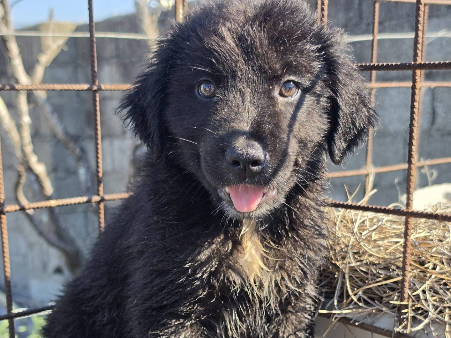 Adotta un cane, femmina, 3 mesi, Milano
