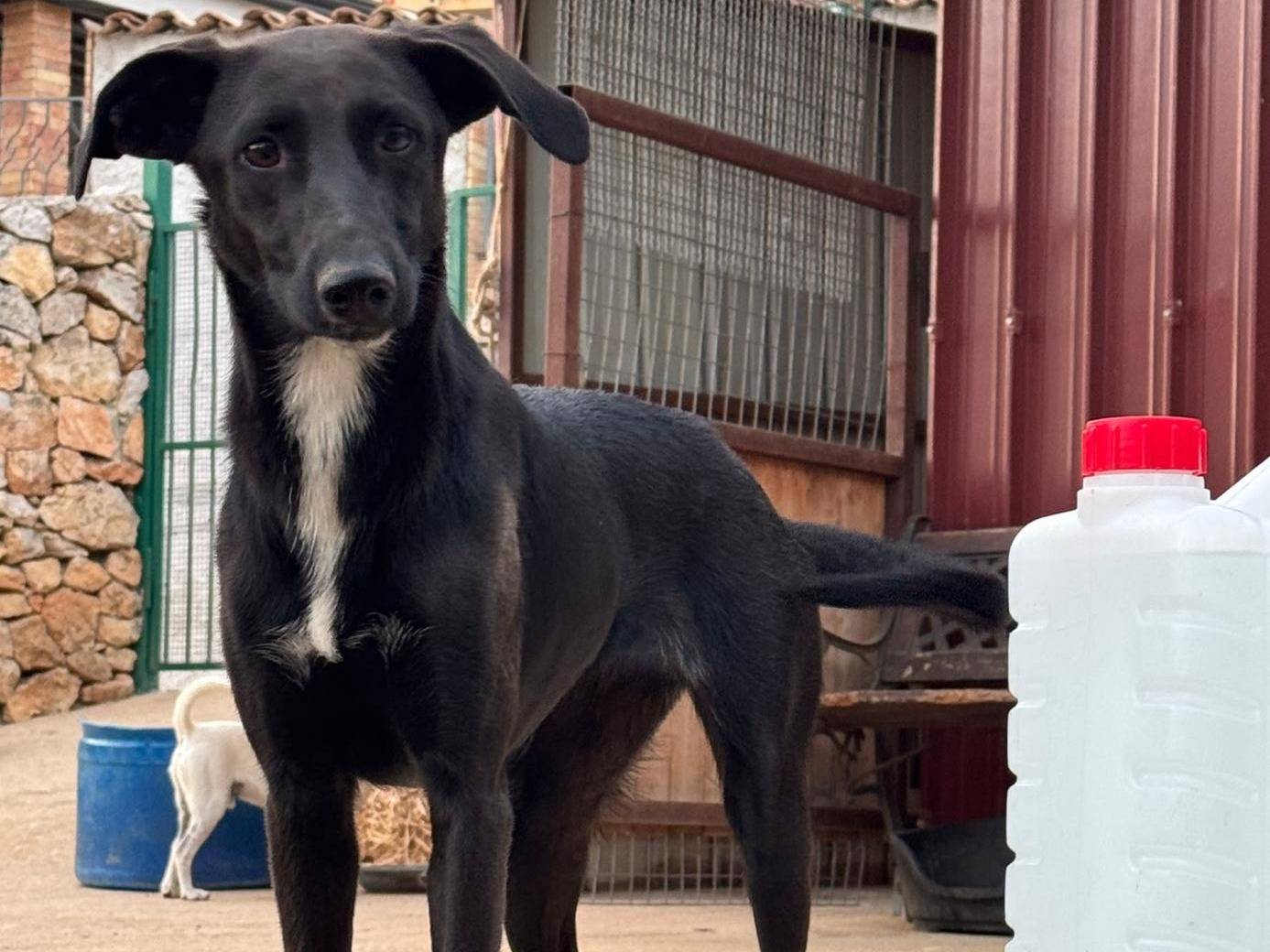 Adotta un cane, femmina, 2 anni e 3 mesi, Milano