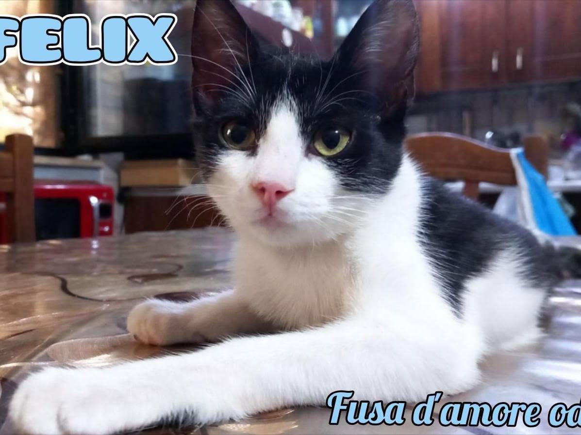 Adozione gatto, maschio, Razza sconosciuta Razza sconosciuta, 5 mesi, taglia non valida, Bari