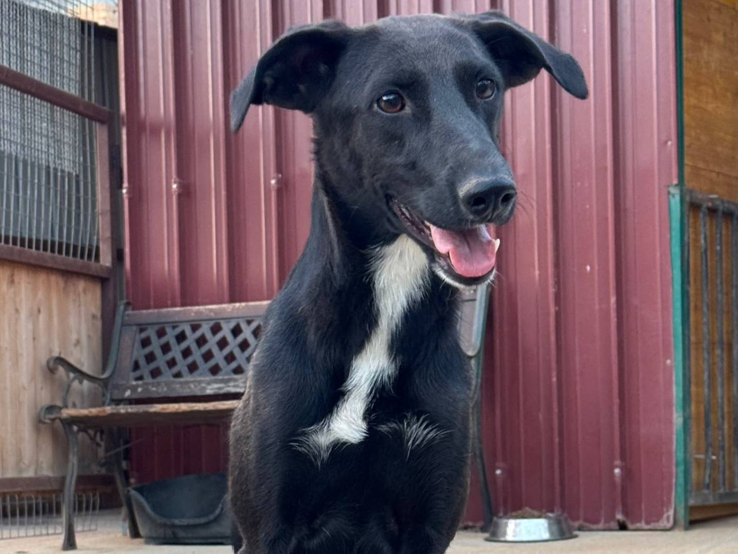 Adotta un cane, taglia media, femmina, Milano