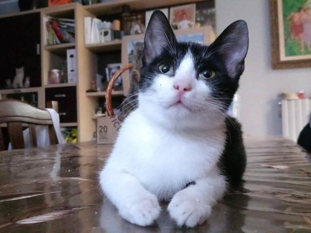 Adotta un gatto, maschio, 5 mesi, Bari