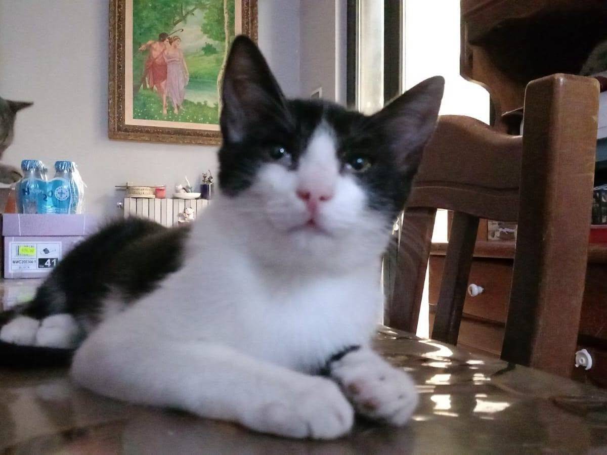 Adotta un gatto, taglia non valida, maschio, Bari
