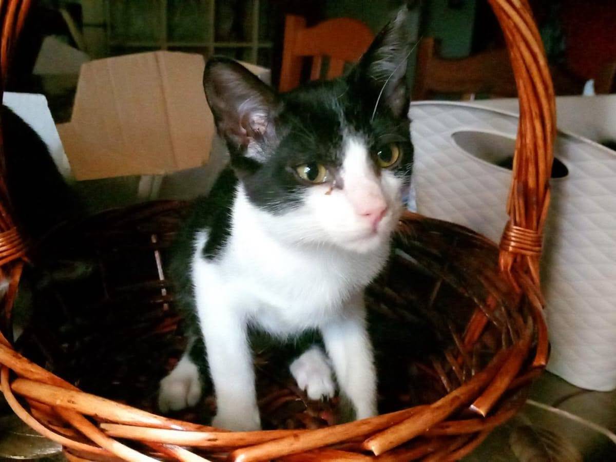Vuoi adottare un gatto a Bari?