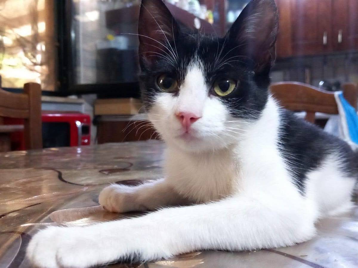 Adotta il gatto Felix a Bari