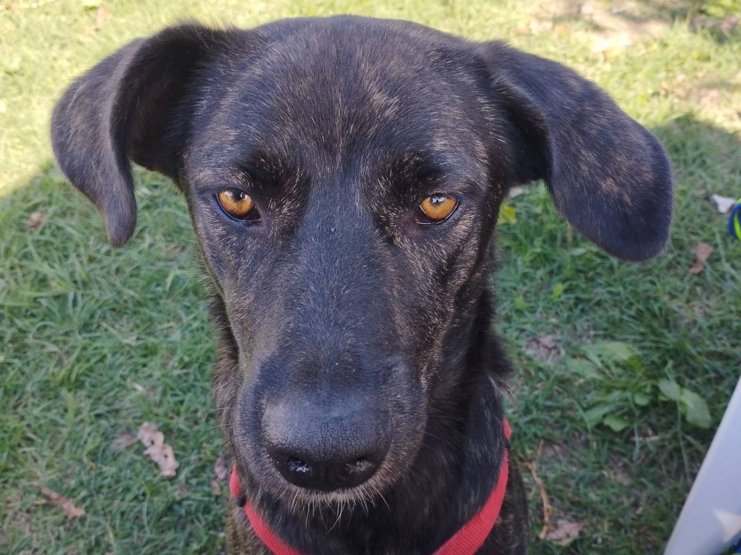 Adotta un cane, femmina, 1 anno e 5 mesi, Milano