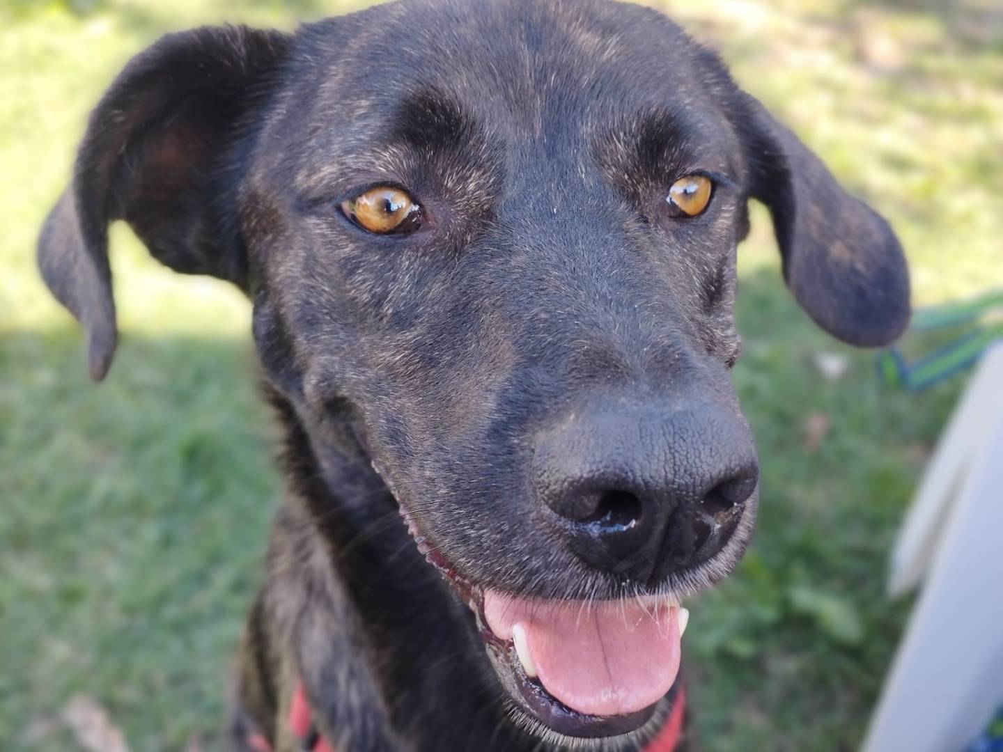 Adotta un cane, taglia media, femmina, Milano